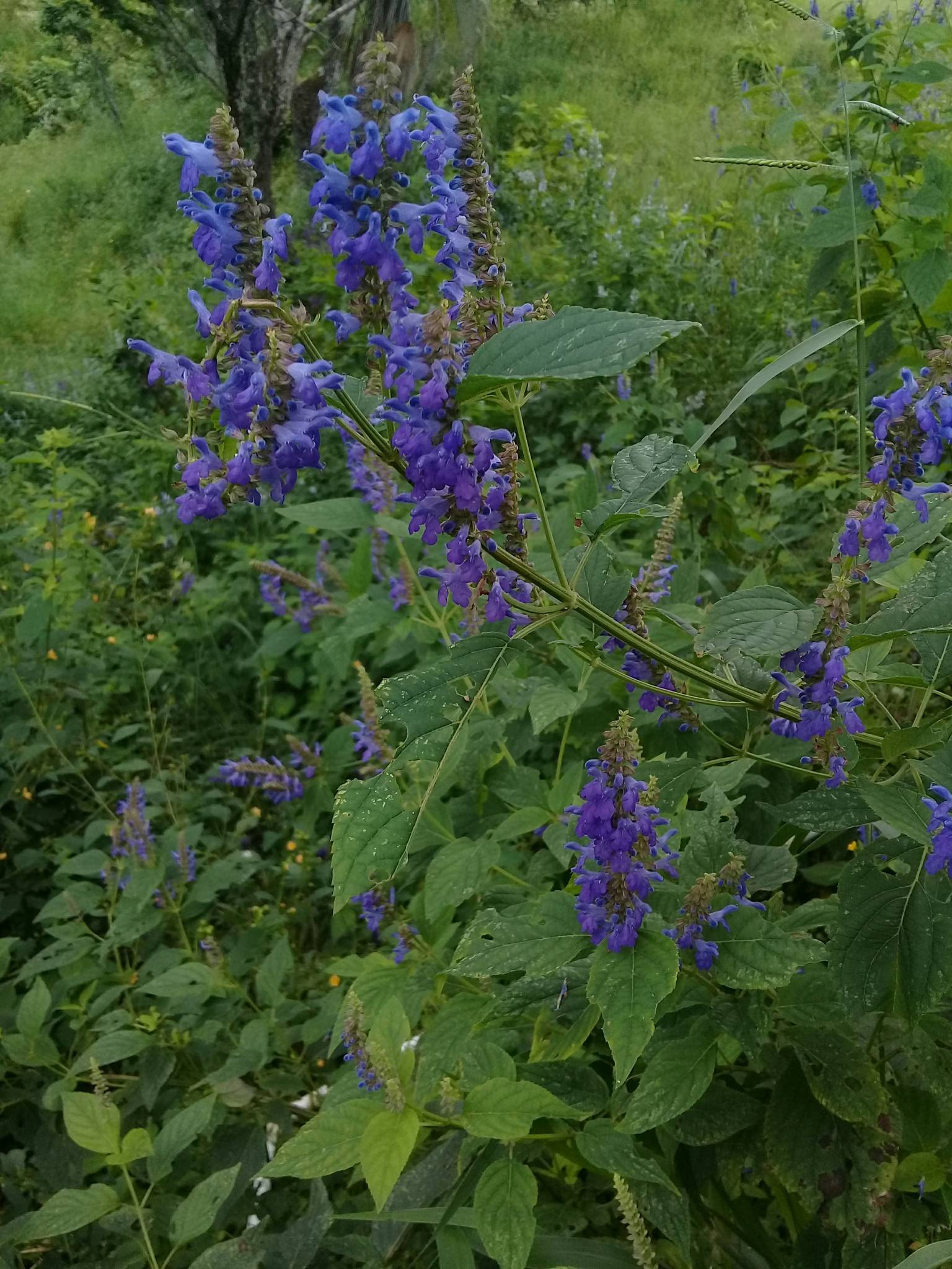 Salvia polystachya